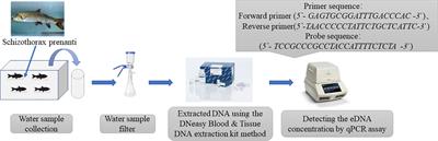 Experimental study on the response relationship between environmental DNA concentration and biomass of Schizothorax prenanti in still water